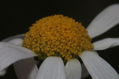 Anthemis