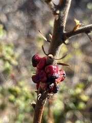 Disholcaspis prehensa