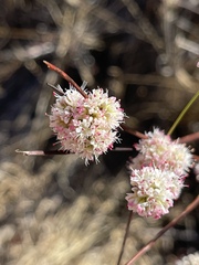 Eriogonum nudum auriculatum