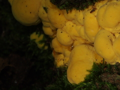 Laetiporus sulphureus