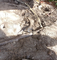 Thamnophis ordinoides