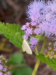 Udea lutealis