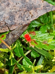 Trombidioidea