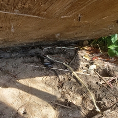 Thamnophis ordinoides