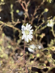 Hemizonia congesta luzulifolia