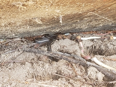 Thamnophis ordinoides