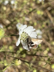 Heliothodes diminutiva