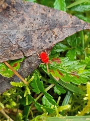 Trombidioidea
