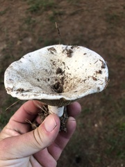 Russula brevipes