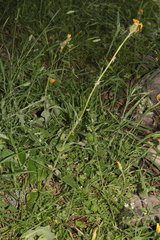 Senecio perralderianus perralderianus