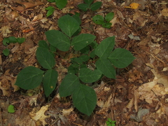 Hylodesmum