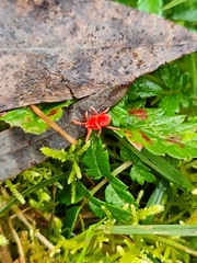 Trombidioidea
