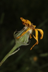 Senecio perralderianus perralderianus