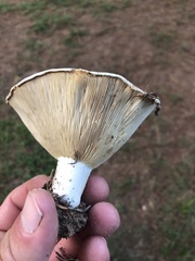 Russula brevipes