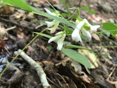 Amphicarpaea bracteata