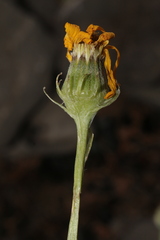 Senecio perralderianus perralderianus