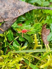 Trombidioidea
