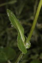 Senecio perralderianus perralderianus