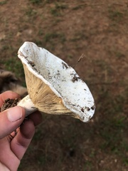 Russula brevipes