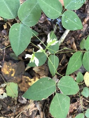 Amphicarpaea bracteata