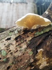 Pleurotus