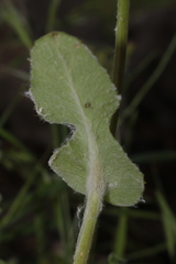 Senecio perralderianus perralderianus