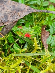 Trombidioidea
