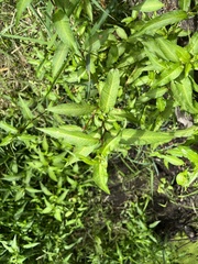 Persicaria hydropiper