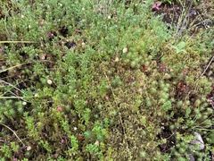 Vaccinium macrocarpon