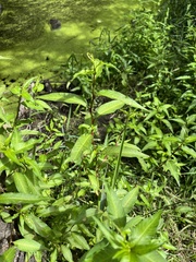 Persicaria hydropiper