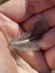 Callipepla californica