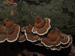 Trametes versicolor