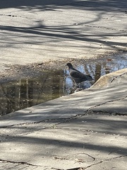 Patagioenas picazuro