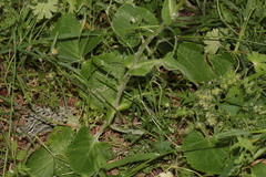 Senecio perralderianus perralderianus