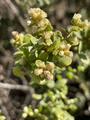 Baccharis pilularis consanguinea