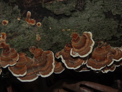 Trametes versicolor