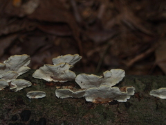 Trametes versicolor
