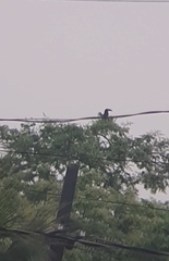 Pteroglossus castanotis