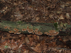 Trametes versicolor