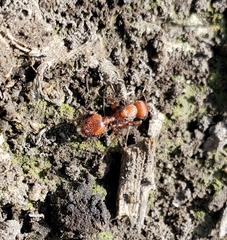 Pogonomyrmex occidentalis