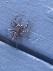Platycryptus undatus