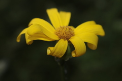 Senecio perralderianus perralderianus
