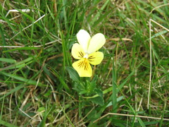 Viola lutea