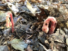 Monotropa hypopitys