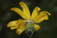 Senecio perralderianus perralderianus
