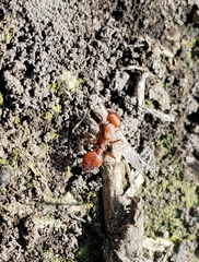 Pogonomyrmex occidentalis