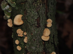 Agaricales