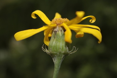 Senecio perralderianus perralderianus