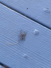 Platycryptus undatus