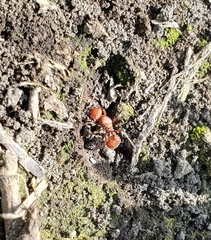 Pogonomyrmex occidentalis